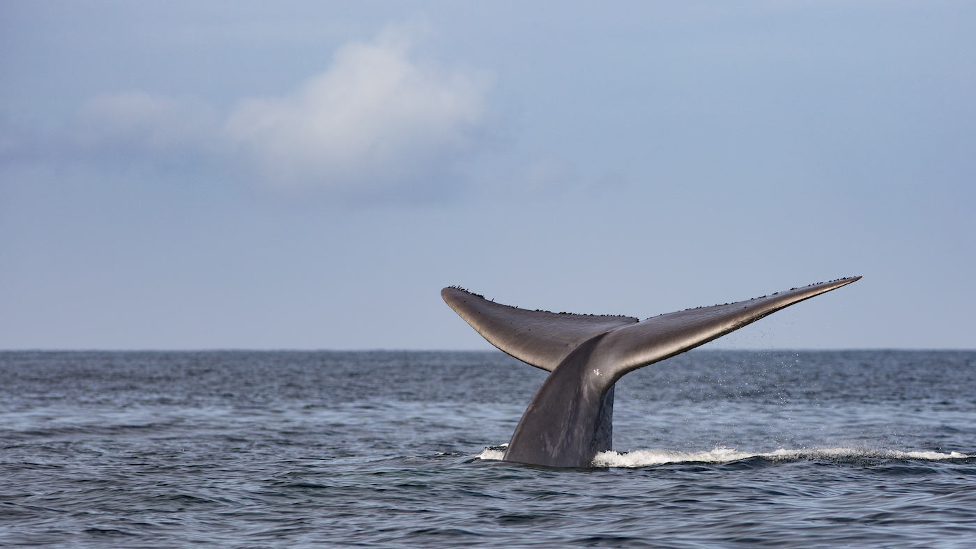 Great blue whale. Photo: Marcelo Flores/WWF Chile